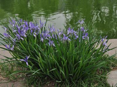 馬蓮花和馬蘭花是同一種花嗎？