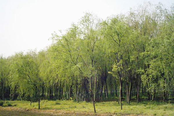 金絲垂柳是嫁接的嗎？