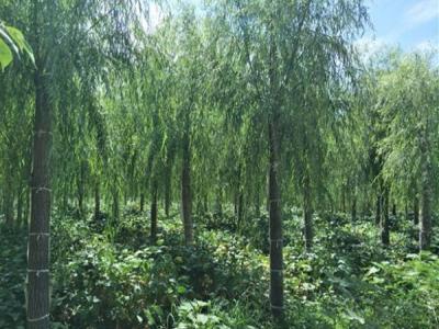 柳樹作砧木都可以嫁接什么品種？