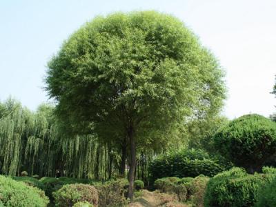 饅頭柳和旱柳二者有什么區(qū)別？