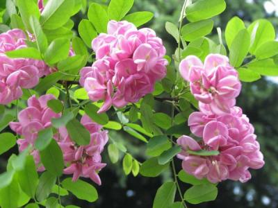 香花槐葉片出現枯黃怎么辦？