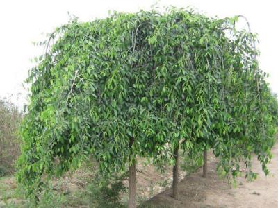 小葉垂榆種植在哪些地區(qū)，有什么特點(diǎn)？
