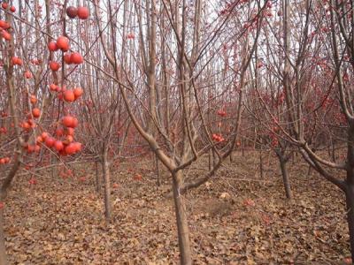 冬紅果海棠什么時(shí)候開(kāi)花 ？